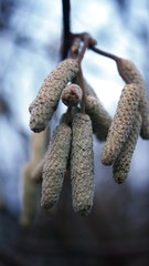 tree fruit