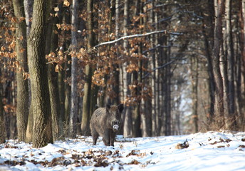 wilde boar in winter forest