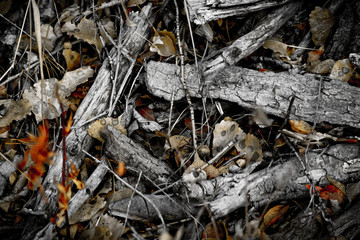 Autumn Fall