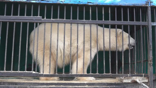 Polar bear in a small cage with thick bars, captive animals. Horrible conditions of animals in little zoos of Asian, animal welfare activity.
