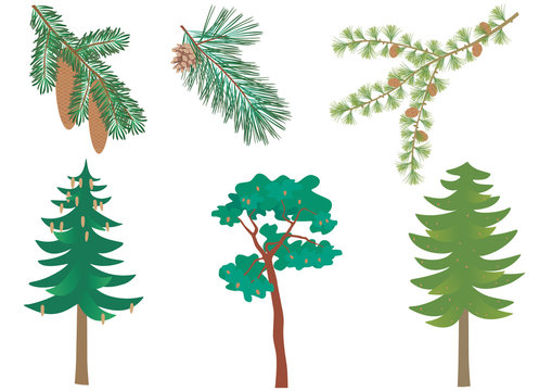 Vector set of three common European forest trees with detail of needles and cones. Picea abies, pinus sylvestris, larix decidua.