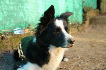 Primo piano di un border collie sdraiato in giardino, attività all’aperto