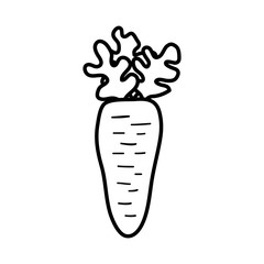 carrot fresh isolated icon
