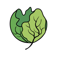 fresh lettuce vegetable icon