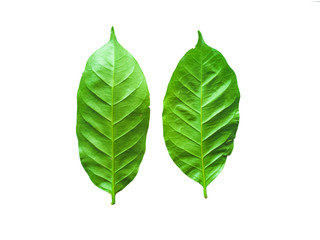 The leaves of the coffee tree, which is an economic plant on a white background