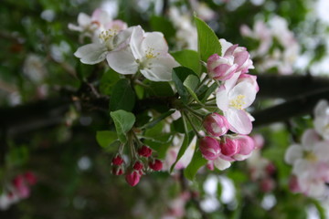Apple  flower blossoms