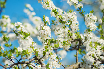 Fresh blooming wild cherry, sakura against a blue sky