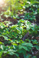 Fresh green blackberry leaves with drops of dew in a forest glade
