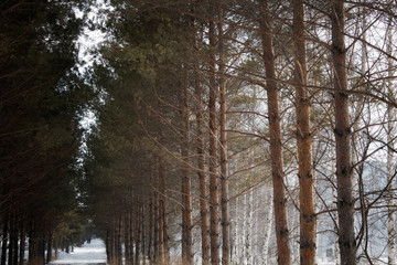 Winter alley. Winter park. Pine tree alley. 