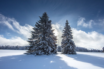 tannenbäume im winter