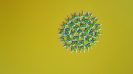 Green algae under the microscope