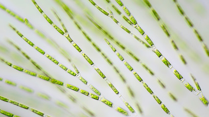 Green algae under the microscope - obrazy, fototapety, plakaty
