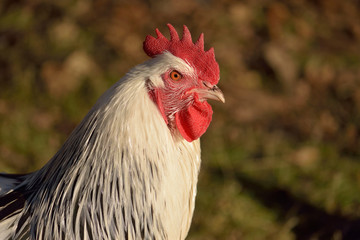 Sundheimer Huhn Hahn