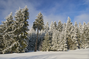 Winter landscape in the mountains