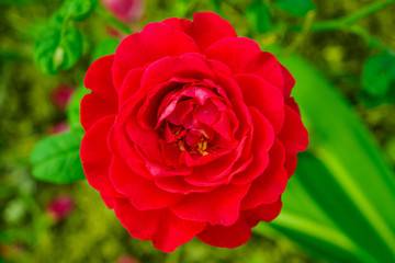 Red roses in the garden