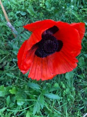 Poppy