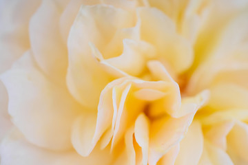 rose flower closeup abstract background