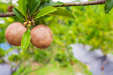 sapodilla fruit on tree in organic garden