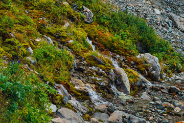 Rich flora of highlands. Red and green mosses, colorful plants, lichens, small waterfall from rock. Spring water on mountainside. Amazing natural background with beautiful vegetation of mountains.