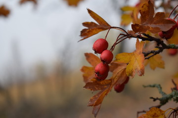 autumn leaves on wooden background
