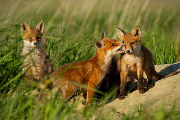 Red fox, vulpes vulpes, small young cubs near den playing. Cute little wild predators in natural environment. Brotherhood of animlas in wilderness.