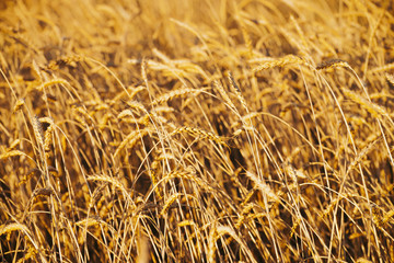Field of gold wheat in sunlight  close-up with copy space. Vivid golden rye glitters in sun. Beautiful bright field in sunny day. Scenic colorful agricultural textured background. Wheat in macro.