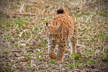 Eursian lynx walking in natural environment. Endangered mammal predator with front leg in the air. Wildlife scenery from nature.