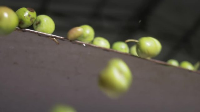 Olive Oil production. Olives falling in the crusher