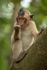 Long-tailed macaque sits licking object in hand