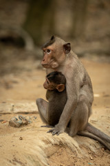 Long-tailed macaque sits hugging baby on sand