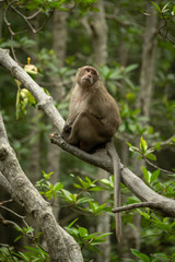 Long-tailed macaque sits in tree turning head