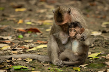 Long-tailed macaque sits nursing baby amongst leaves