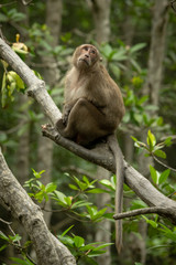 Long-tailed macaque sits on branch looking mournful