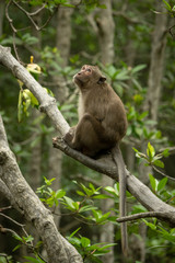 Naklejka na ściany i meble Long-tailed macaque sits on branch looking up