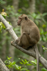 Long-tailed macaque sits on branch among leaves