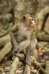 Long-tailed macaque sits on mangrove looking right