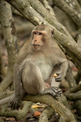 Long-tailed macaque sits on mangrove holding food