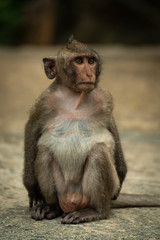 Long-tailed macaque sits on path looking up
