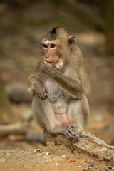 Long-tailed macaque sits on sandy rock eating