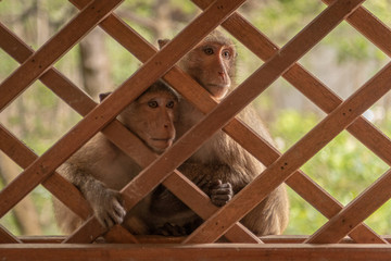 Long-tailed macaques sit together behind wooden trellis