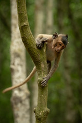 Long-tailed macaque starts climbing down tree trunk