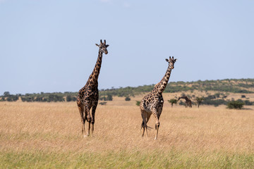 Naklejka na ściany i meble Two Masai giraffe walking side-by-side in savannah