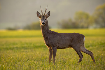 Naklejka na ściany i meble Roe deer, capreolus capreolus, buck in spring time at sunset. Backlit wild deer in nature.