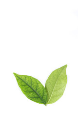 Naklejka na ściany i meble Water jasmine leaf close up