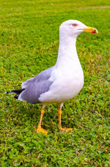 Naklejka na ściany i meble Seagull standing on the grass. The Larus Argentatus or the European herring gull is a large gull up to 65 cm long. One of the best known of all gulls along the shores of western Europe.