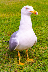 Seagull standing on the grass. The Larus Argentatus or the European herring gull is a large gull up to 65 cm long. One of the best known of all gulls along the shores of western Europe.