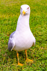Seagull standing on the grass. The Larus Argentatus or the European herring gull is a large gull up to 65 cm long. One of the best known of all gulls along the shores of western Europe.