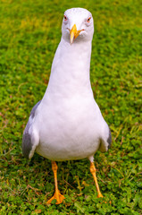 Seagull standing on the grass. The Larus Argentatus or the European herring gull is a large gull up to 65 cm long. One of the best known of all gulls along the shores of western Europe.