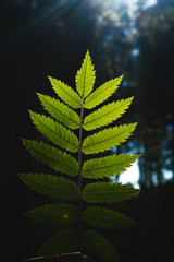 leaf of a mountain ash lit by the sun