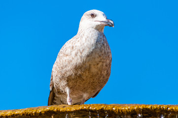Young Juvenile Seagull Larus Argentatus or the European herring gull on a fountain. It is a large gull up to 65 cm long. One of best known of all gulls along the shores of western Europe.